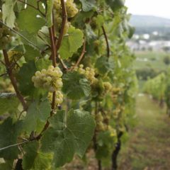 Schloss Johannisberg葡萄藤掛滿成熟的Riesling葡萄，山丘頂可俯瞰整個Geisenheim市。